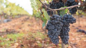 racimo de uvas con vistas al viñedo