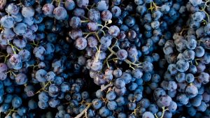 uvas bodegas Forcada