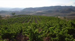 Campos de vid extendiéndose en hileras ordenadas
