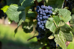 Racimo de uvas maduras colgando de la vid